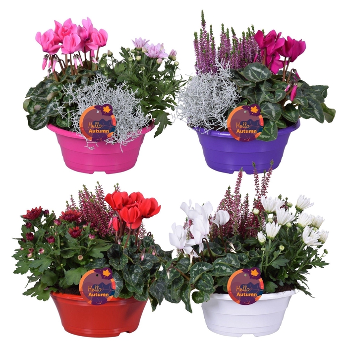 <h4>PERKPL GEM IN POT</h4>