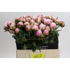 Paeonia Sarah Bernhardt