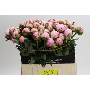Paeonia Sarah Bernhardt