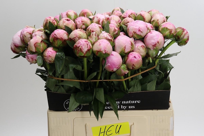 <h4>Paeonia Sarah Bernhardt</h4>