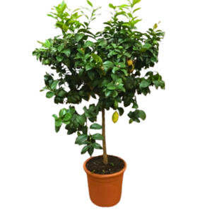Citrus hystrix
