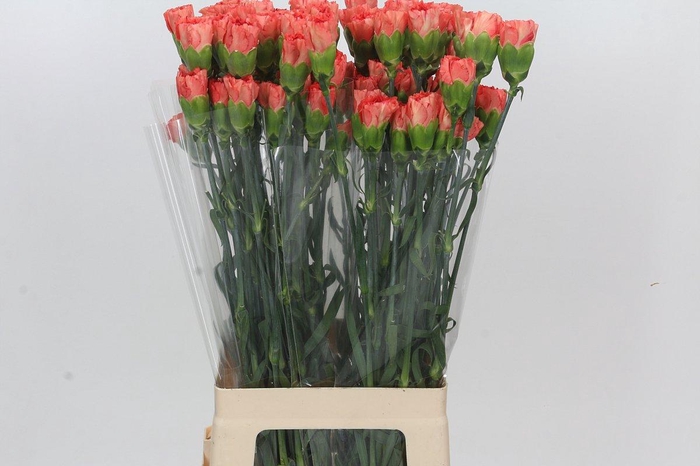 <h4>Dianthus St Arno</h4>