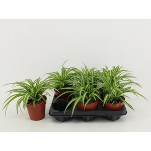 Chlor Com Variegatum