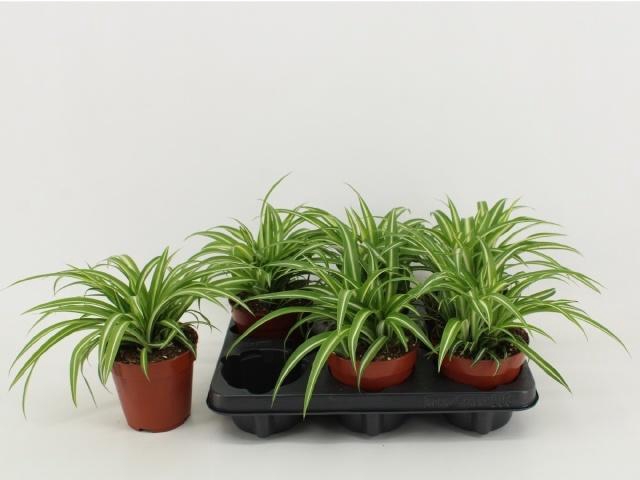 <h4>Chlor Com Variegatum</h4>