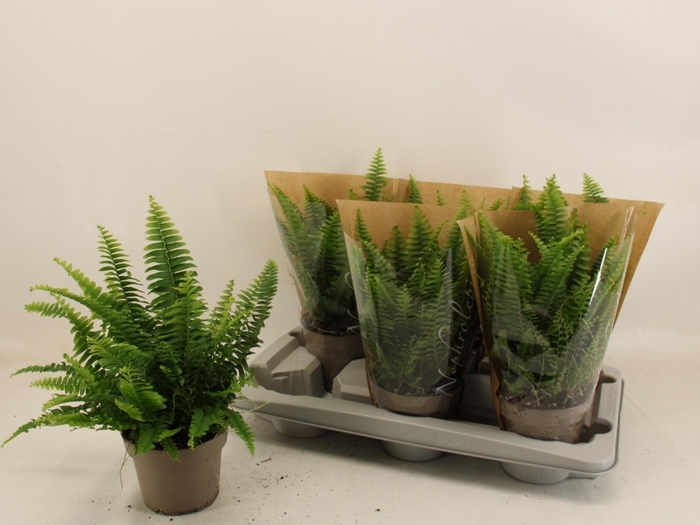 <h4>NEPHR EX GREEN LADY</h4>