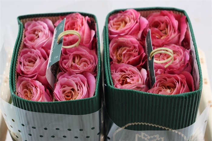 <h4>R Gr Nubella</h4>