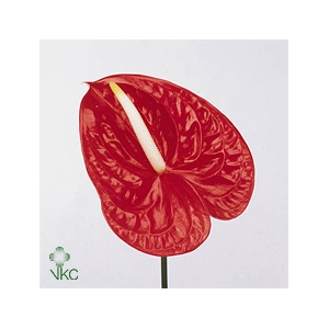 Anthurium Fire