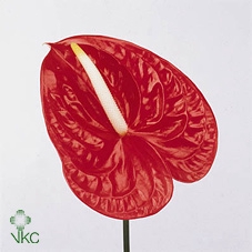 <h4>Anthurium Fire</h4>