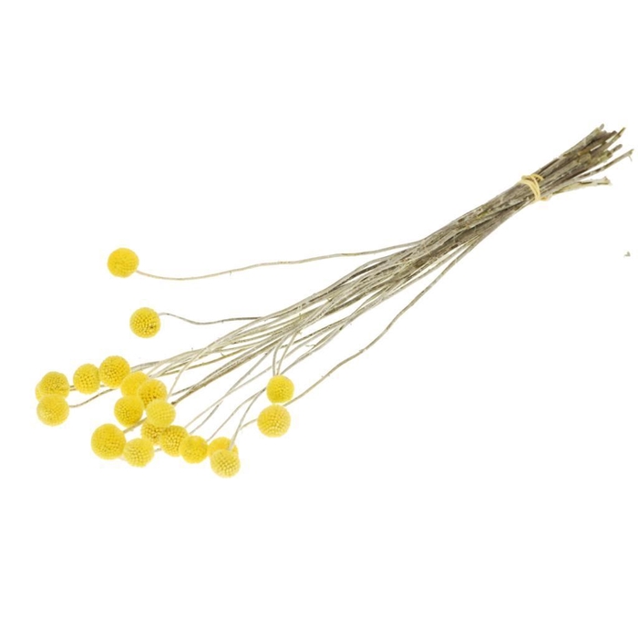 <h4>Craspedia 20pc SB natural yellow</h4>