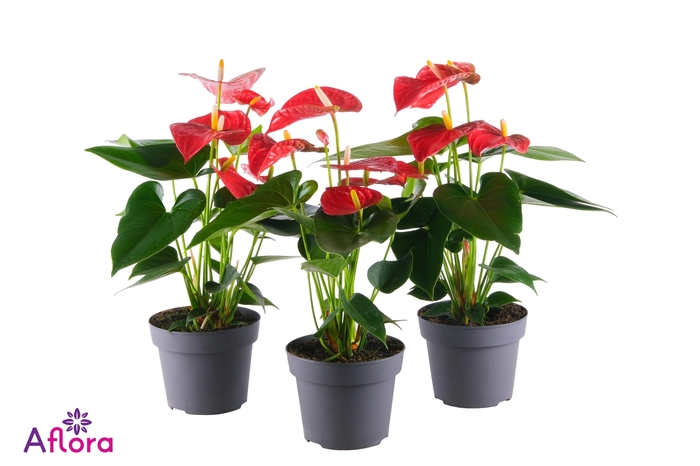 ANTHU AN BAMBINO RED