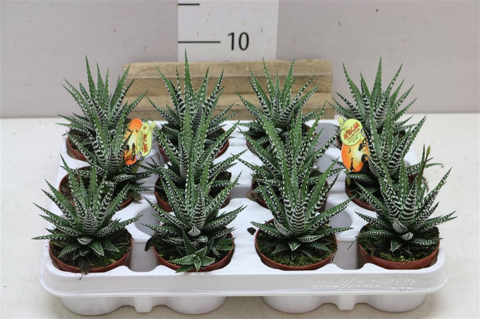 Haworthia Fasciata 'big Band'