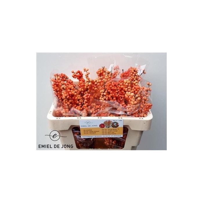 <h4>Ilex Ve Winter Gold</h4>