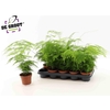 Aspar Setaceus