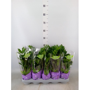 Zamioculcas zamiifolia