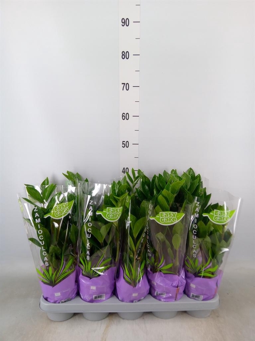 <h4>Zamioculcas zamiifolia</h4>