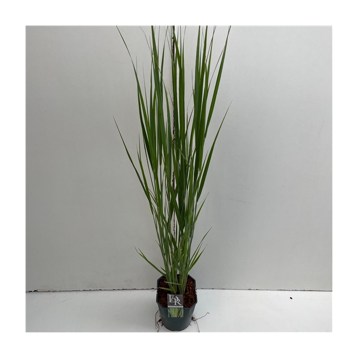 <h4>Panicum 'Northwind'</h4>