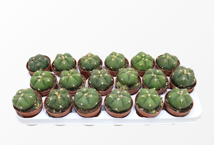 Gymnocalycium Horsti