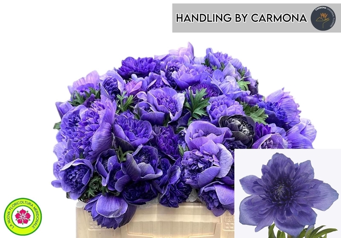 <h4>ANEM CO LEVAN BLU</h4>