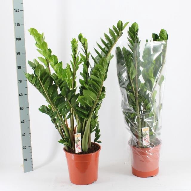 ZAMIO ZAMIIFOLIA