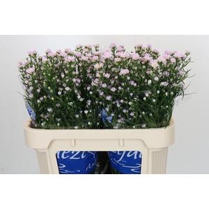 Aster Claudia