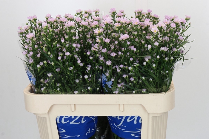 <h4>Aster Claudia</h4>