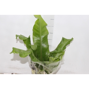 ASPLENIUM NIDUS P15