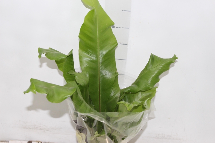 <h4>ASPLENIUM NIDUS P15</h4>