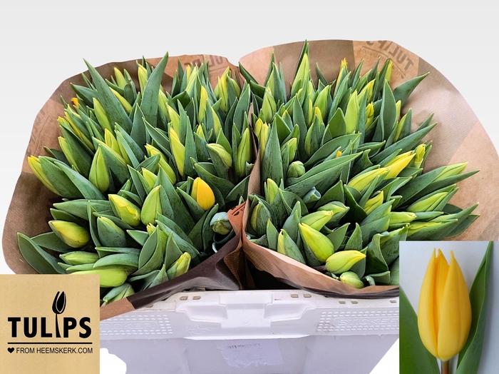 <h4>TU EN STRONG GOLD</h4>