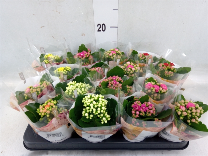 <h4>Kalanchoe blos. 'RoyalDon'   ..mix</h4>