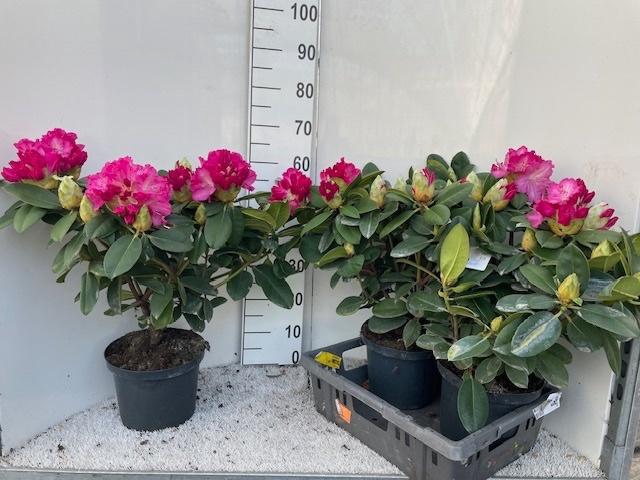 <h4>RHOD CAT GERMANIA</h4>