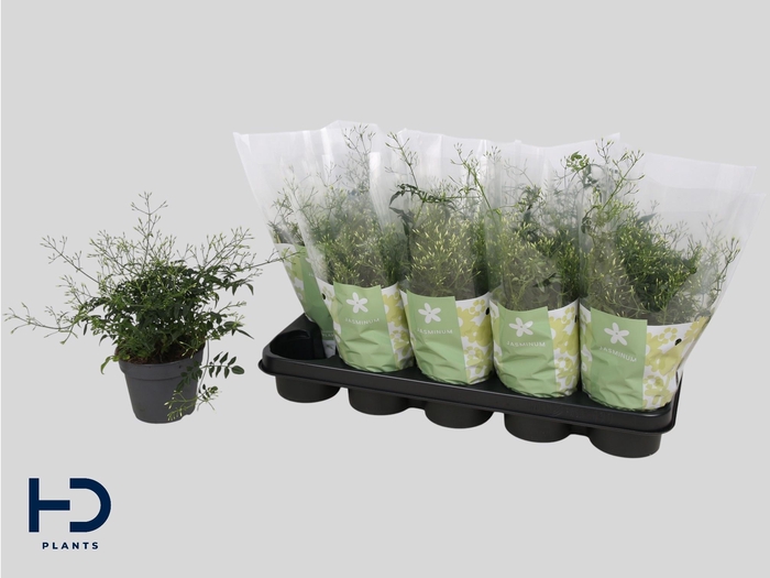 <h4>JASM POLYANTHUM WIT</h4>