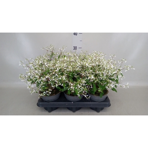 Euphorbia hyp. 'Diamond Frost'