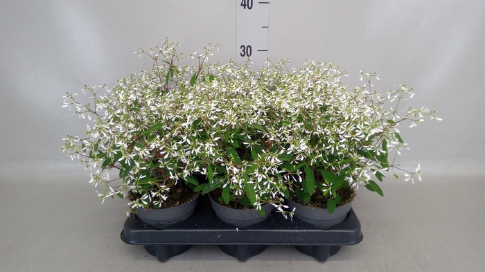 <h4>Euphorbia hyp. 'Diamond Frost'</h4>