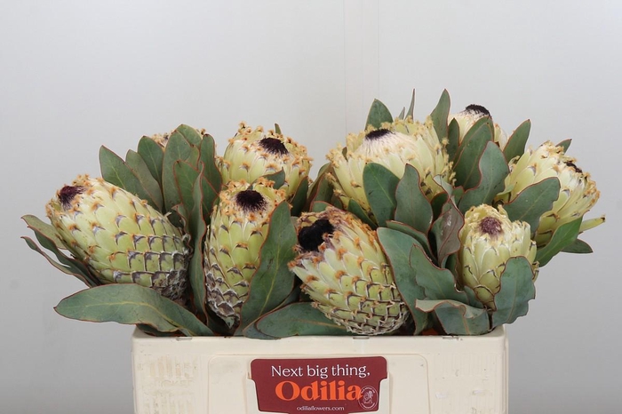 <h4>Protea Barbigera Ice Queen Air</h4>