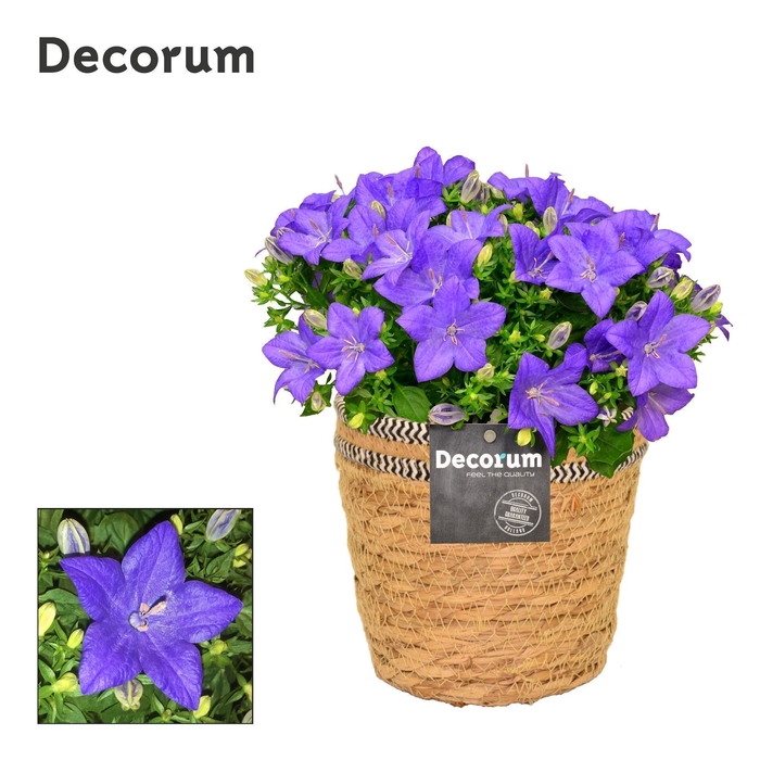 <h4>Campanula 'Napoli' Decorum S. Basket</h4>