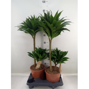 Dracaena frag. 'Compacta'