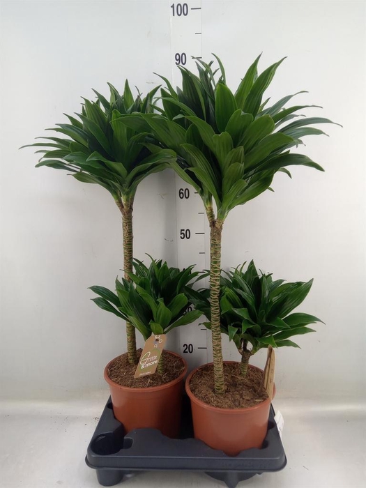 <h4>Dracaena frag. 'Compacta'</h4>