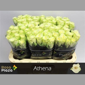 R Gr Athena