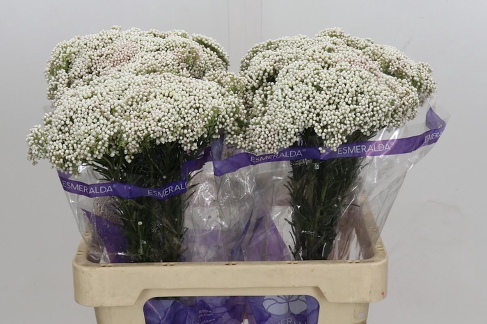 <h4>Ozothamnus Cooks Snow White</h4>