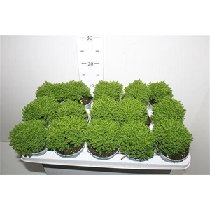 Hebe Emerald Groen