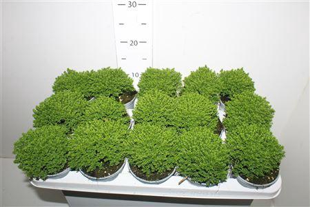 <h4>Hebe Emerald Groen</h4>