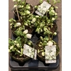 Helleborus  'Viv Victoria'