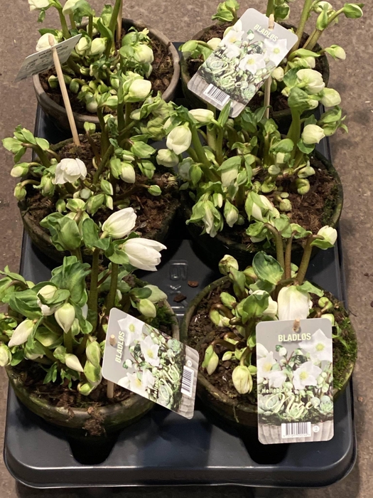 Helleborus  'Viv Victoria'