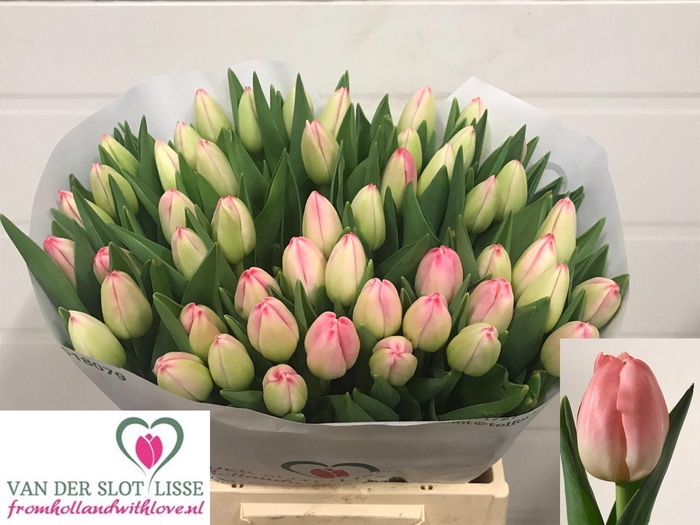 <h4>TU EN FELINE</h4>