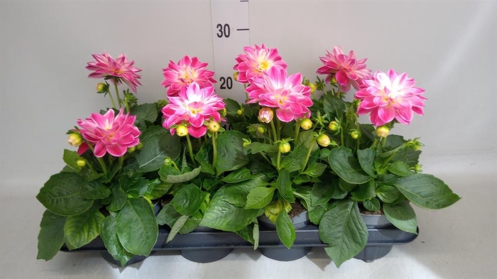 <h4>Dahlia   ...</h4>