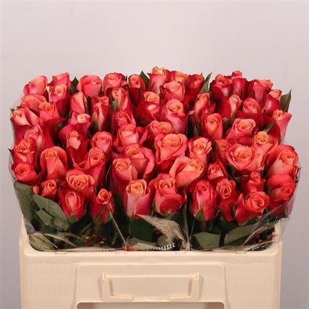 <h4>R Gr Helene</h4>