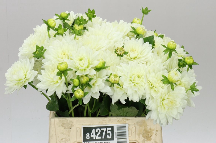 <h4>Dahlia Maarten Zwaan</h4>