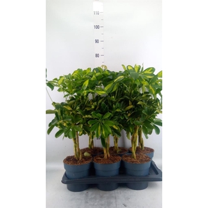 Schefflera arbor. 'Gold Capella'