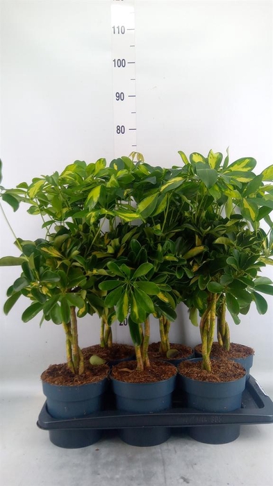 <h4>Schefflera arbor. 'Gold Capella'</h4>