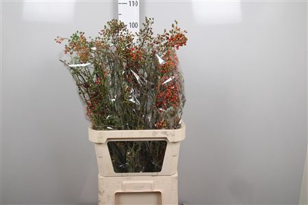 <h4>Rosa Corallo</h4>